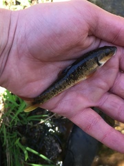 Campostoma oligolepis