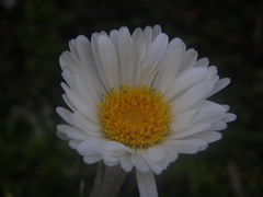 Celmisia spectabilis