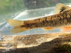 Campostoma oligolepis