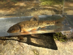 Campostoma oligolepis