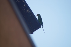 Brotogeris tirica