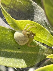 Thomisidae