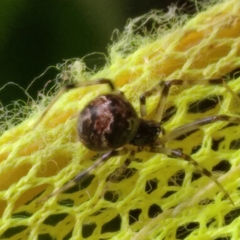 Parasteatoda tabulata