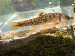 Campostoma oligolepis