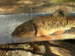 Campostoma oligolepis