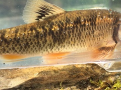 Campostoma oligolepis