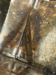 Campostoma oligolepis