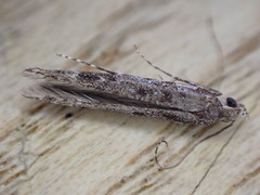 Batrachedra praeangusta