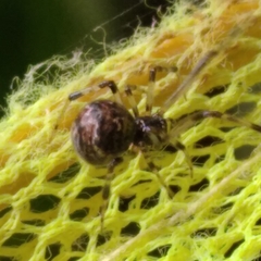 Parasteatoda tabulata