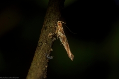 Pyroderces terminella