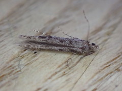 Batrachedra praeangusta