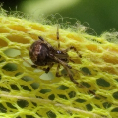 Parasteatoda tabulata