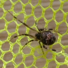 Parasteatoda tabulata