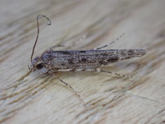 Batrachedra praeangusta