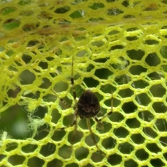 Parasteatoda tabulata