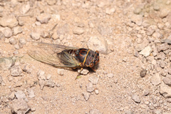 Diceroprocta semicincta