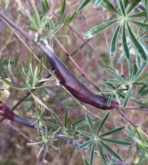 Neolasioptera lupini