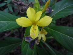 Barleria oenotheroides