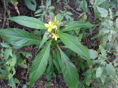 Barleria oenotheroides