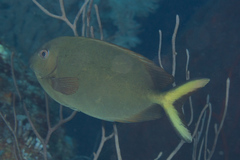 Siganus punctatissimus