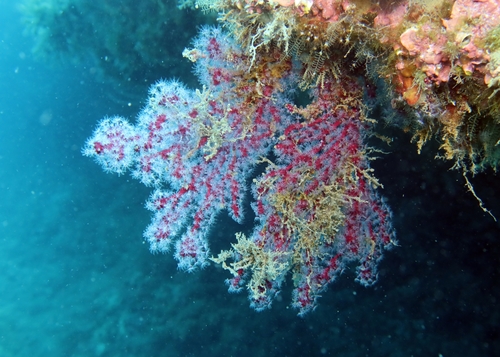 Representative image of Alcyonium coralloides
