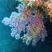 Alcyonium coralloides - Photo 由 Xavier Rufray 所上傳的 (c) Xavier Rufray，保留部份權利CC BY-NC