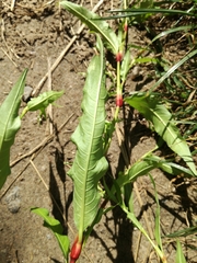 Persicaria hydropiper — photo 3