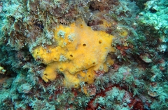 Clathria compressa
