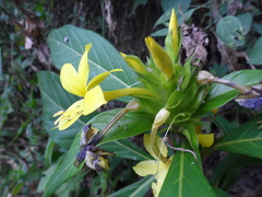 Barleria oenotheroides