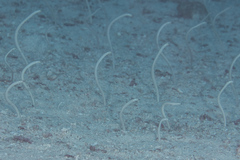 Gorgasia maculata