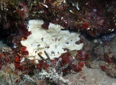 Lissoclinum perforatum