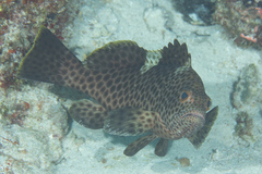 Epinephelus maculatus