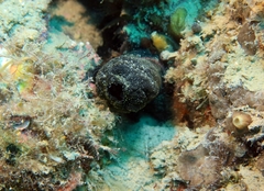 Phallusia fumigata