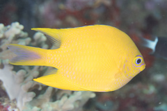 Amblyglyphidodon aureus