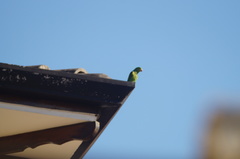 Brotogeris tirica