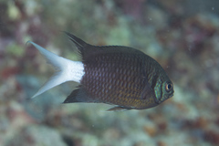 Chromis xanthura