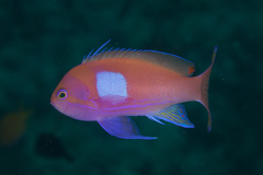 Pseudanthias pleurotaenia