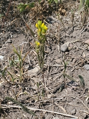 Orthocarpus luteus