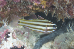 Ostorhinchus angustatus