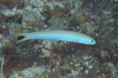 Ptereleotris heteroptera