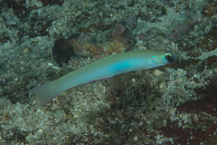 Ptereleotris monoptera