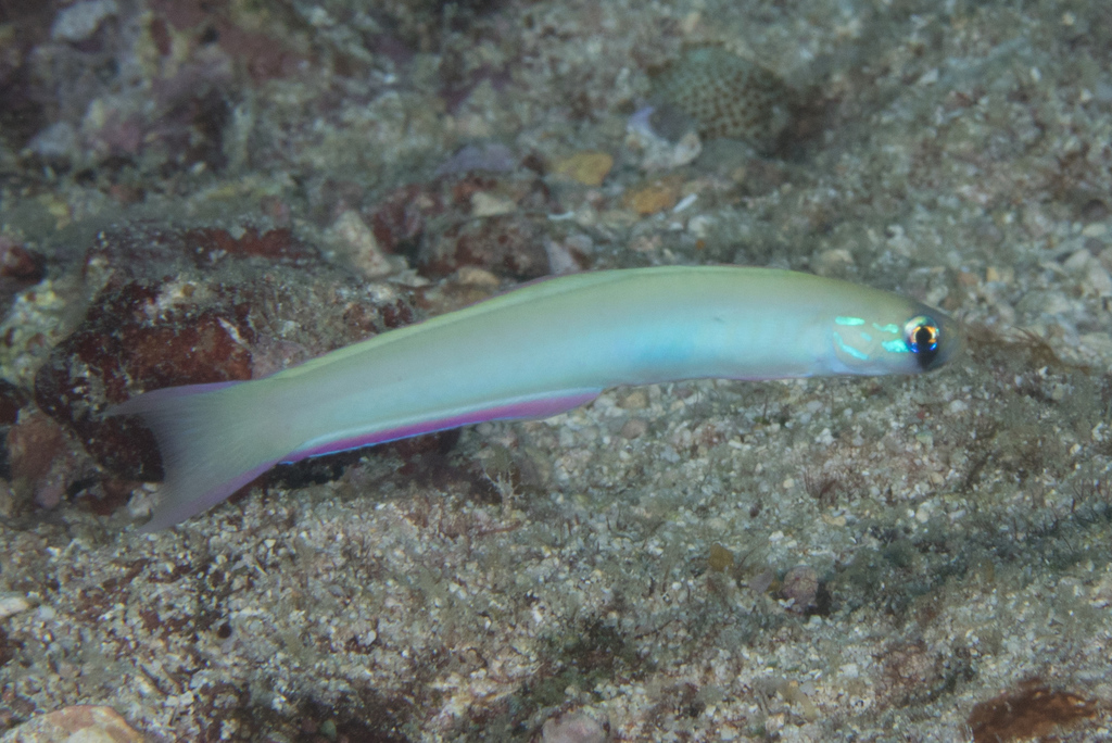 Lierstaart-pijlgrondel (Ptereleotris monoptera) — Microdesmidae