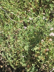 Satyrium saepium
