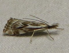Catoptria oregonicus