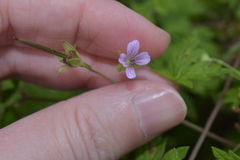 Geranium sibiricum