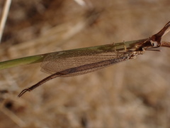 Macronemurus
