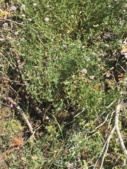 Satyrium saepium