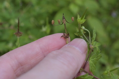 Geranium sibiricum
