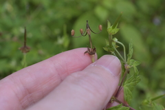 Geranium sibiricum