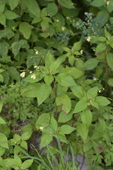 Impatiens parviflora